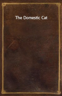 The Domestic Cat (Ŀ̹)