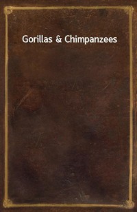 Gorillas&Chimpanzees (커버이미지)