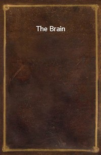 The Brain (Ŀ̹)