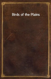 Birds of the Plains (커버이미지)