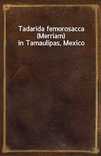 Tadarida femorosacca (Merriam) in Tamaulipas, Mexico (Ŀ̹)